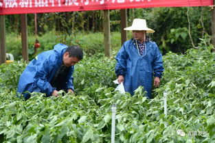 贵州省2019年辣椒种植鉴定会在清镇举行